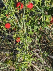 Ibervillea tenuisecta