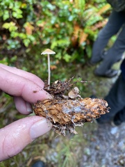 Strobilurus albipilatus