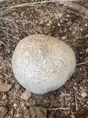 Calvatia