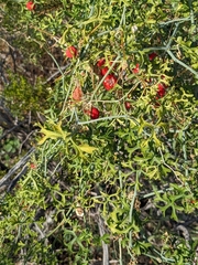 Ibervillea tenuisecta