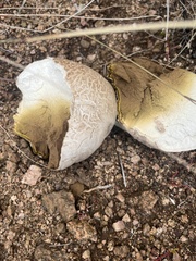 Calvatia