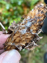 Strobilurus albipilatus