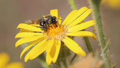 Alloscirtetica tristrigata
