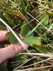 Fragaria virginiana