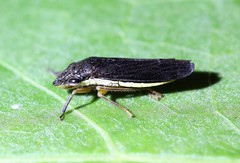 Homalodisca insolita