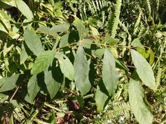 Callicarpa formosana formosana