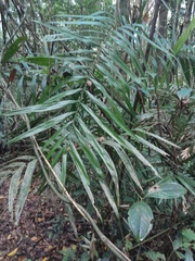 Calamus australis