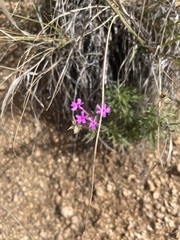 Glandularia wrightii