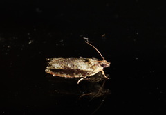 Metrioglypha phyllodes