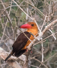 Pelargopsis amauroptera