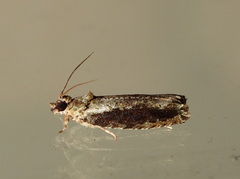 Metrioglypha phyllodes