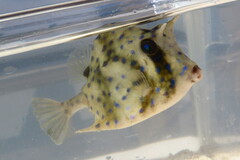 Acanthostracion quadricornis