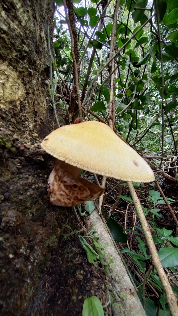 Volvariella bombycina · October 2022 · photo: © luiscapeletti (iNaturalist, cc0)