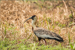 Theristicus caudatus