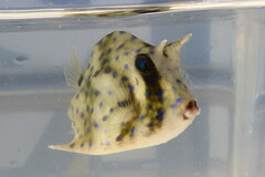 Acanthostracion quadricornis