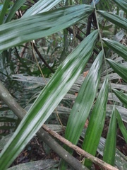 Calamus australis