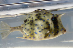 Acanthostracion quadricornis