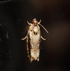 Metrioglypha phyllodes