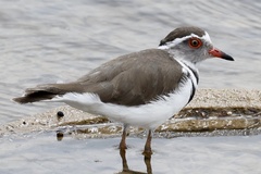 Charadrius tricollaris
