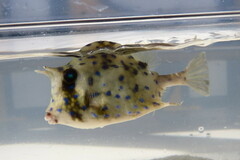 Acanthostracion quadricornis