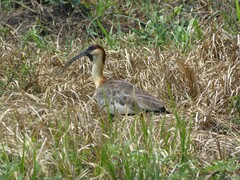 Theristicus caudatus