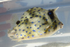 Acanthostracion quadricornis