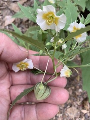 Physalis acutifolia