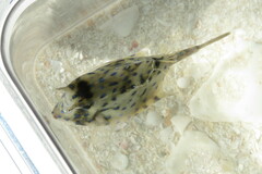 Acanthostracion quadricornis