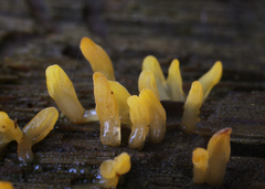 Calocera glossoides