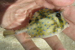 Acanthostracion quadricornis