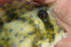 Acanthostracion quadricornis