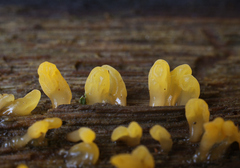 Calocera glossoides