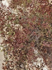Eriogonum