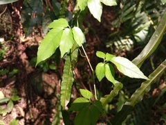 Causonis corniculata