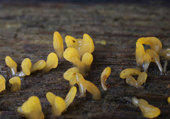 Calocera glossoides