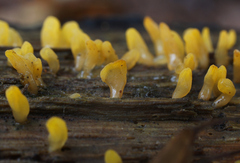 Calocera glossoides