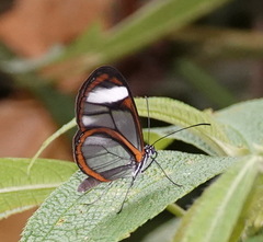 Pseudoscada timna timna