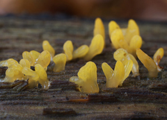 Calocera glossoides