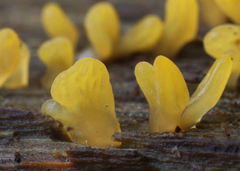 Calocera glossoides