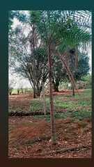 Syagrus oleracea