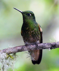 Boissonneaua flavescens