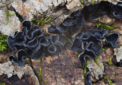 Ionomidotis irregularis