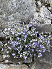 Chaenorhinum origanifolium