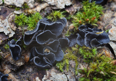 Ionomidotis irregularis