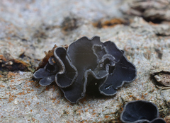 Ionomidotis irregularis