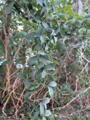 Dolichandra unguis-cati