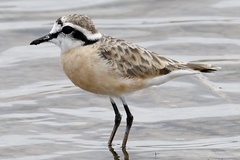Charadrius pecuarius