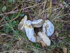 Hypomyces chrysospermus
