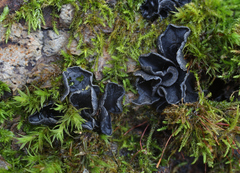 Ionomidotis irregularis