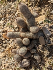 Mammillaria pottsii
